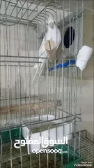  3 جوز البينو ابو فراخ وفحل وايت ابو فراخ