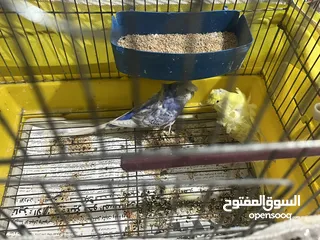  3 زوج كناري مع القفص 3 معالف وزوج حب الفحل هوقو رومو ازرق مفتل والطيره هوقو رومو لاسونج عين حمرا اصفر