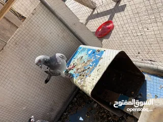  8 حمام للبيع