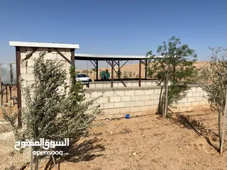  26 مزرعه زيتون