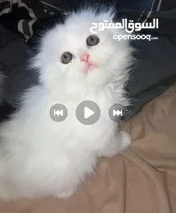  8 جاهزين لبيتهم الجديد سكوتش فولد العمر شهرين وعشر ايام متعودين ع دراي فود واللتر بوكس لعوبين حلوين لت