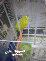  9 3 جواز حب شغالات مع بيض وفراخ مقفصات