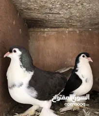  5 Shiraji pigeon