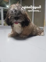  6 shihtzue puppy