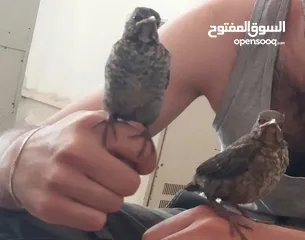  2 افراخ. شحروور من النوادر وفراخ بلابل عراقيه ترباي