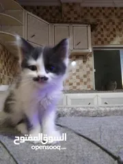  3 قطط شانشيلا كتن