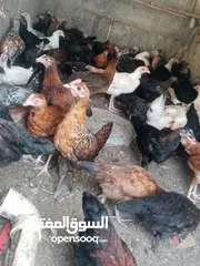  3 دجاج عماني بيع