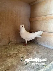  5 حمام ما شاء الله للبيع شوف الوصف
