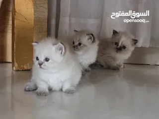  5 for sale kittens with them mother