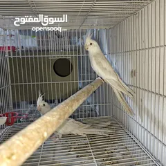  5 جواز كوكتيل البينو منتجات للبيع