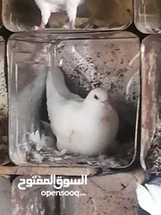  4 حمام فرنسي بيور نقي السلاله خمس  زواج مع فراخهم  جميع الزواج تحتيهم فراخ