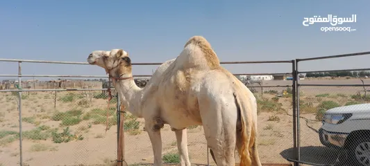  2 بعير سوداني سمين