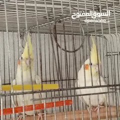  2 حبتين كوكتيل.   وما بعض..وهاديات مع قفص اربع معالف