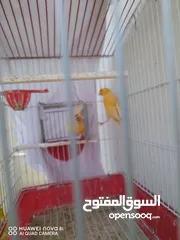  2 ذكرين كنار