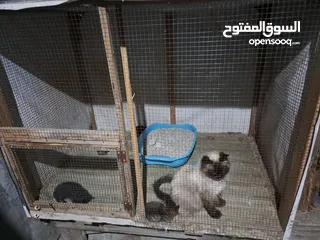  27 قفص مستعمل يدوي متر ونصف في 80 سم.................................................................