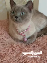  18 كتن كتنز بيبي  قطه شيرازي و قط شنشيلا ابيض ناصع و عيون زرق و قط و قطه يا   شبه تبني للتبني بسعر رمزي