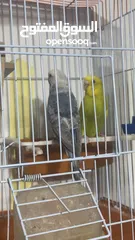  3 طيور حب تحتهم سبه فراخ و بيضة بسعر حرق