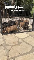  6 بيتبول مستوى عالي