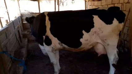  4 يوجد بكيره ولاده ثانيه عمر ابنه 3شهور فيها   حليب 25 كيلو اكسب صلاة ع النبي