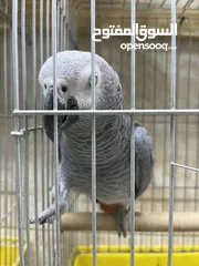  1 كاسكو متكلم قوي جدا بالكلام اقرأ الوصف بتمعن