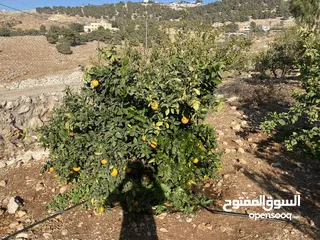  26 مزرعة للبيع في يرقا-السلط، إسكان المهندسين