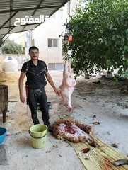  1 لحام جزار متنقل لذبح جميع انواع الاضاحي سارع بلحجز