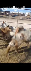  2 ماعز البينو مقزم توم جدي وسخله