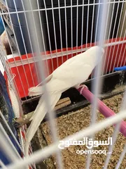  5 جوز طيور حب للبيع
