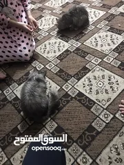  2 قطط همالايا