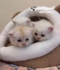  1 Persian kittens