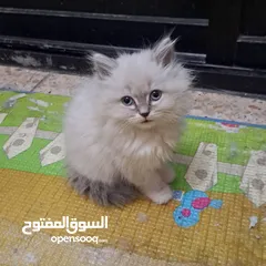  6 pure breed Persian cat for sale