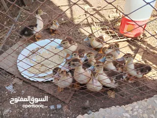  3 صيصان بط للبيع