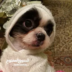  4 Shihtzu female dog for adoption