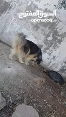  10 انثى هاسكى للبيع