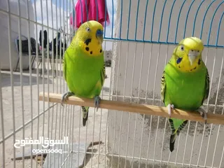  1 طيور حب اجواز
