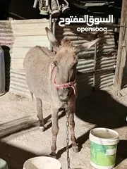 7 حمارة للبيع حراثه وهديه ما تضرب م راح تلاقي زيها ما تضرب ما ترفس