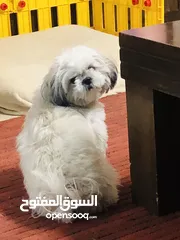  3 بيع كلبة منزلية وديعة جداً