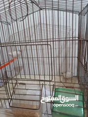  1 عصفورين جنه لون ابيض
