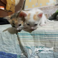  1 قطه مع صغارها للتبني