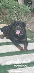  1 Female Rottweiler with pedigree certificate