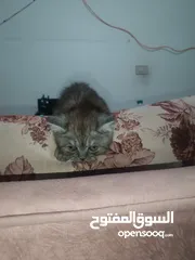  2 قطط جاهزة لبيتها الجديد