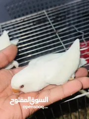  3 جوز روز البينو بيور ابيض صافي حاليا تحتو فرخ 3 بيضات
