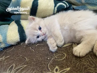  2 قطط سكوتش بيور