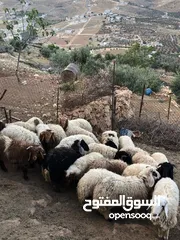  1 الكل يصلي على النبي أضاحي للبيع جميع الأوزان