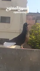  1 5طايرات في جبل التاج