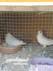  3 جواز حمام للبيع