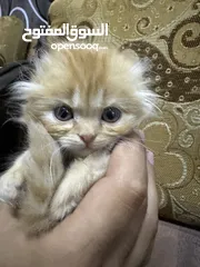  1 كتن سكوتش فولد