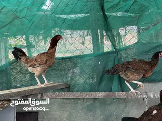  13 ديك دجاج باكستاني