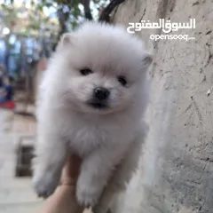  2 بوميريان للبيع