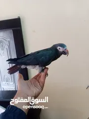  2 ببغاء تيمنا